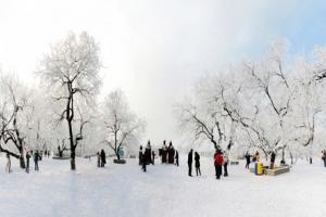 黃河故道(dào)森林公園