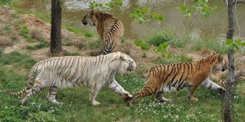 神雕山野生動物園